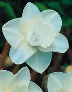 Нарцис (Narcissus) Moint Hood